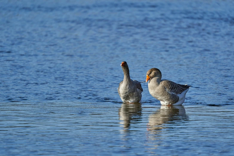 two birds standing together in the water