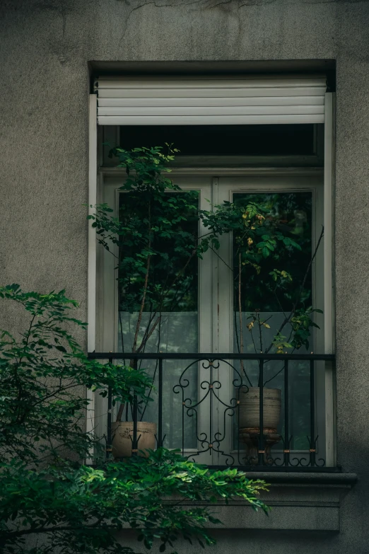 an iron door with two plants in pots on it