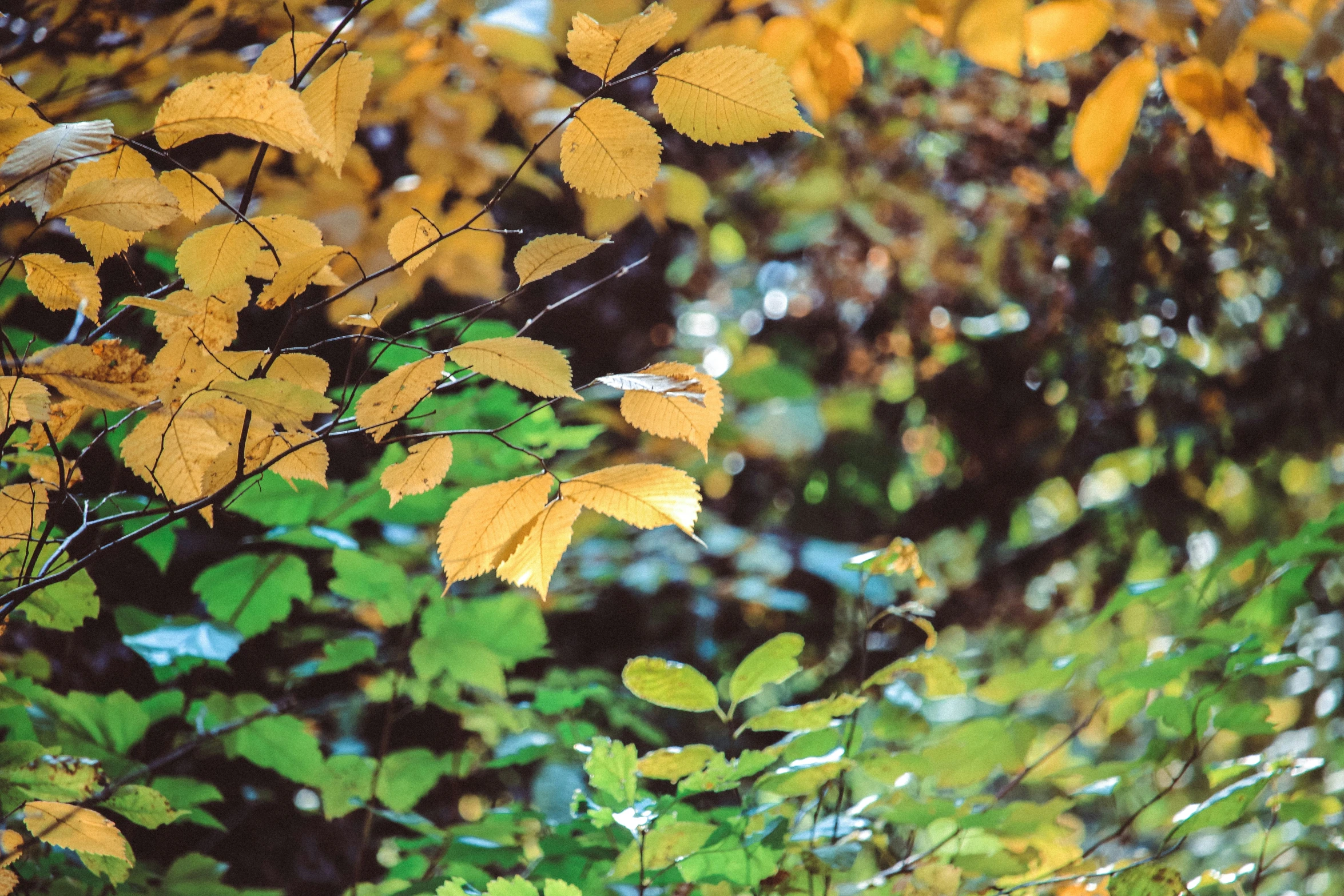 leaves hang on a tree nch in the woods