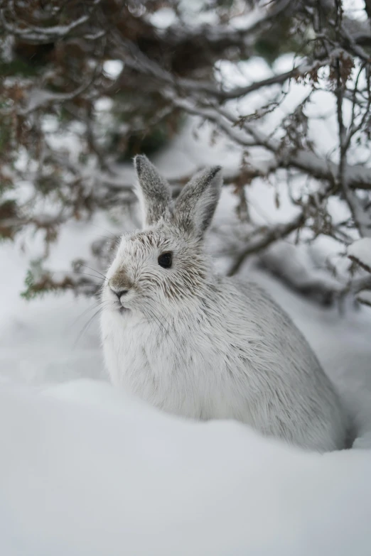 a rabbit sits in the snow with trees behind him