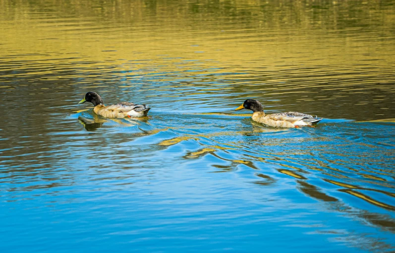 ducks swim along a calm lake with bright green reflections