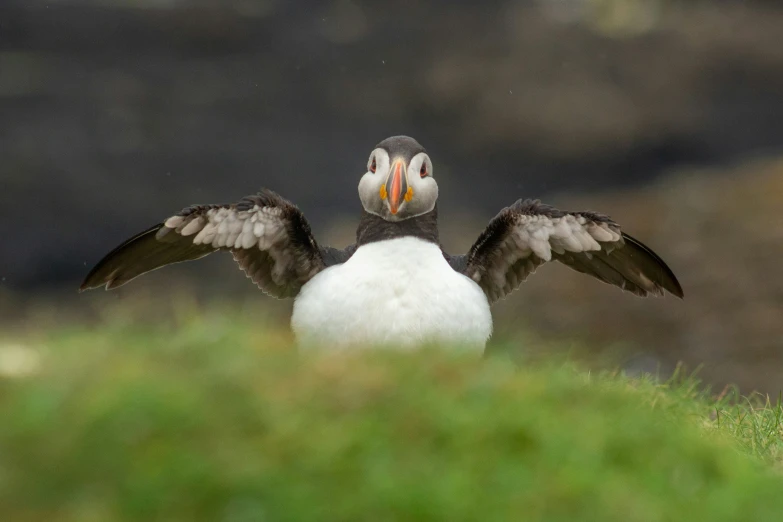 a puffy bird is spreading it's wings out