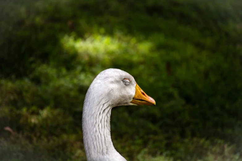 the white duck is outside looking down at soing