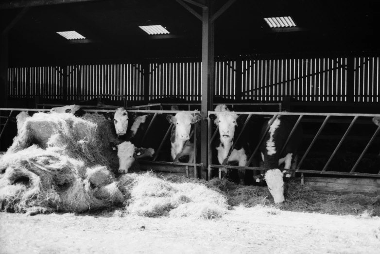 a black and white po of cows behind the bars of their pen