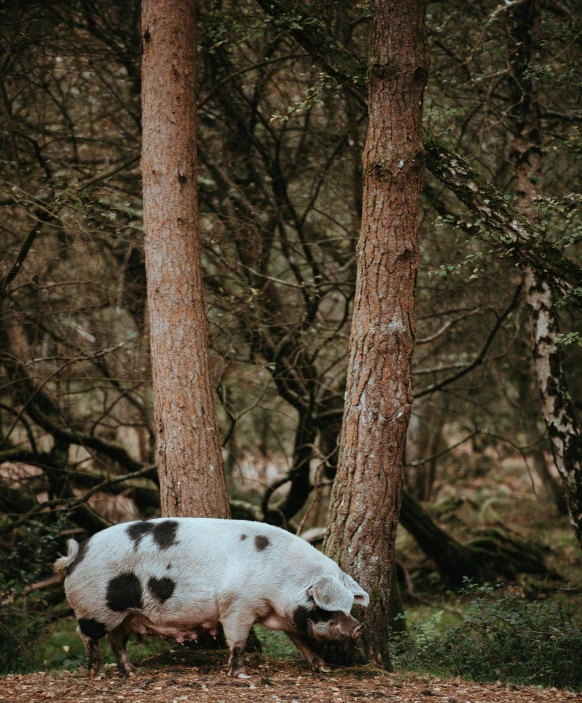 a large boar standing in the woods by some trees