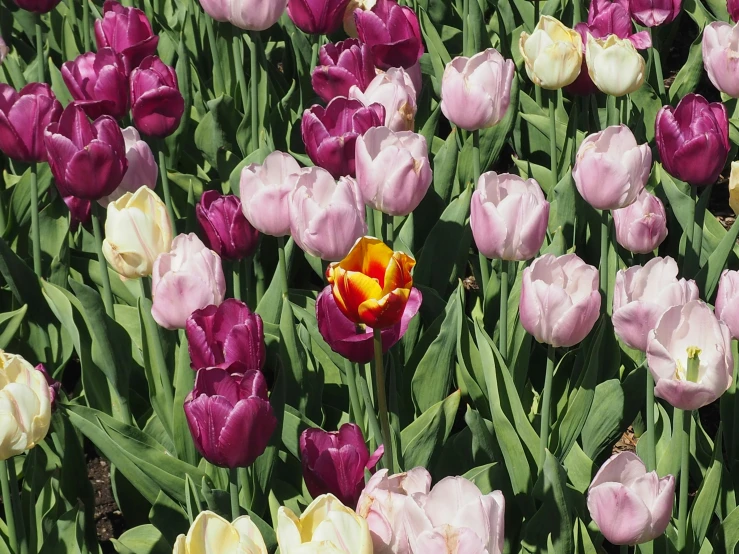 a field with many different colored flowers