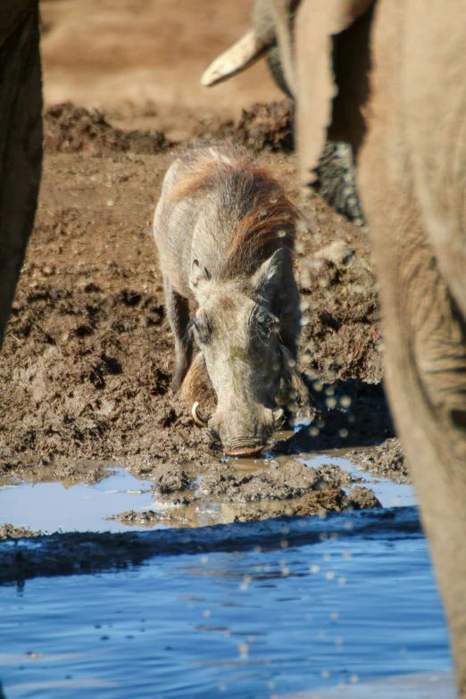 a warthog sniffs the ground at the waterhole