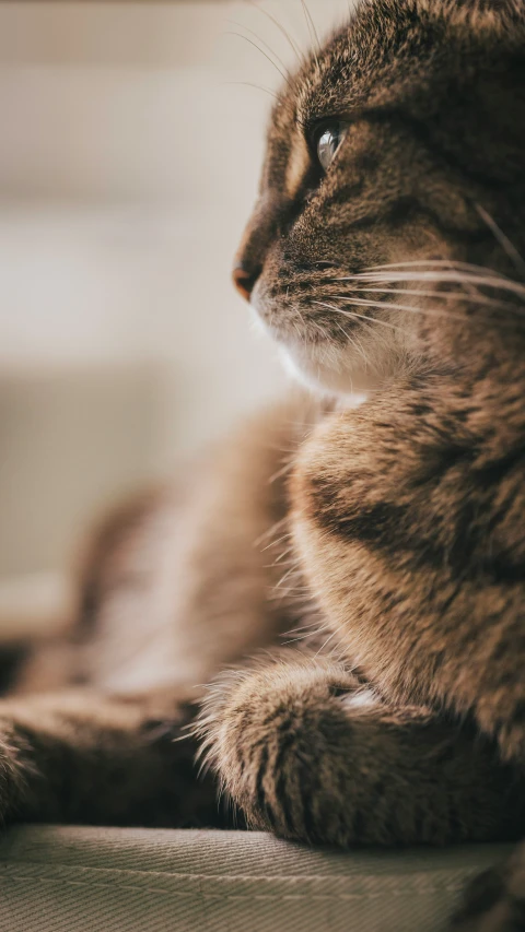 a cat sitting on the ground staring away