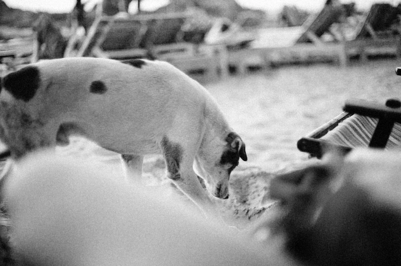 a black and white pograph of some sheep