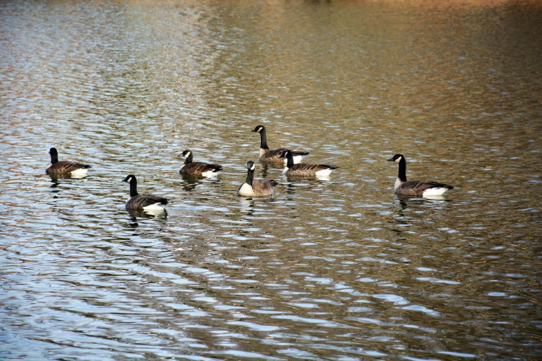 there is a group of birds swimming in the lake