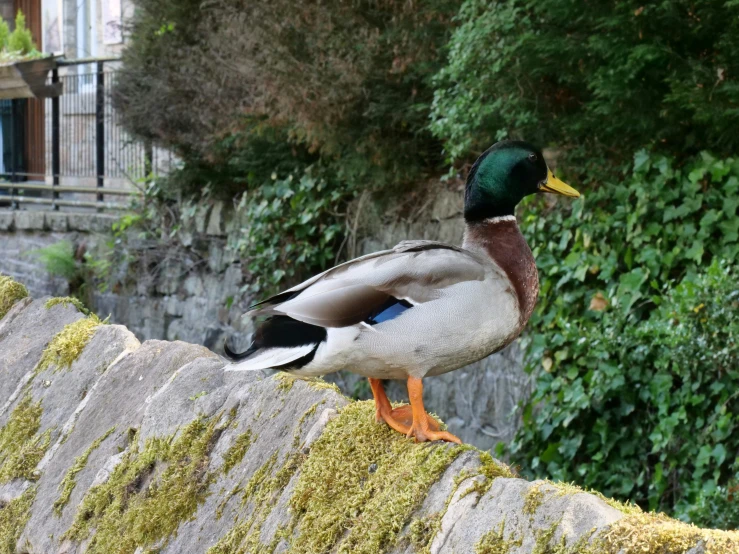 a duck is sitting on a stone wall