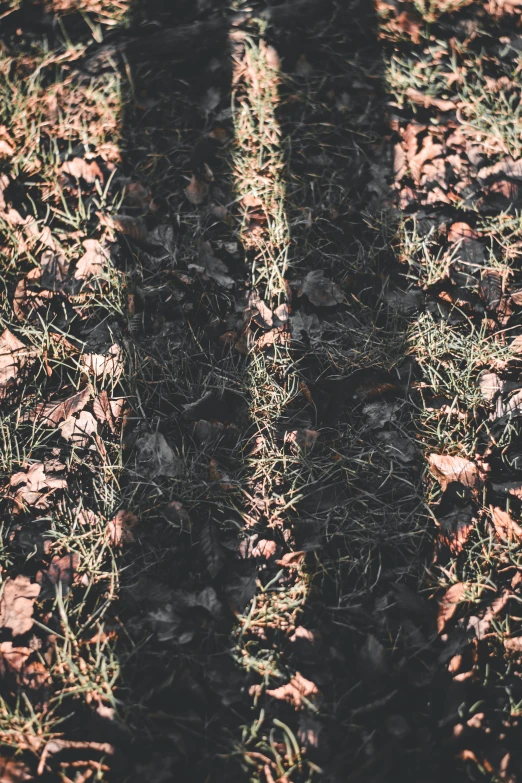 two shadows of two people on grass and leaves