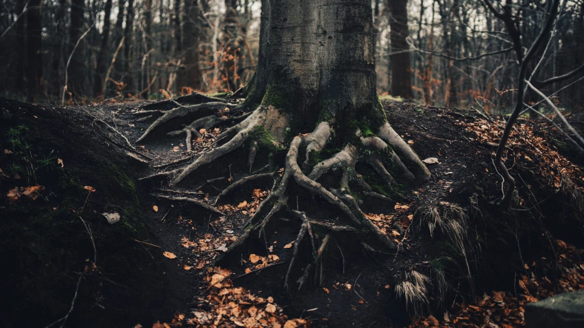 this is a po of some trees roots with moss growing on it