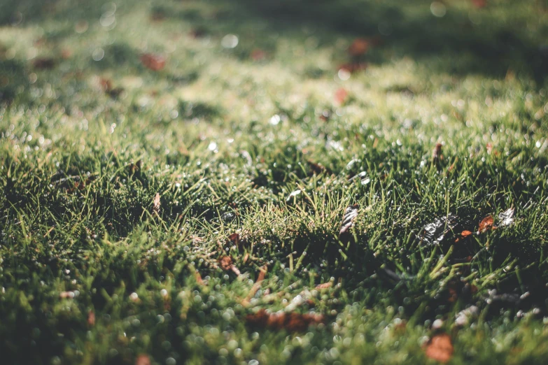 a field of green grass with little drops of rain