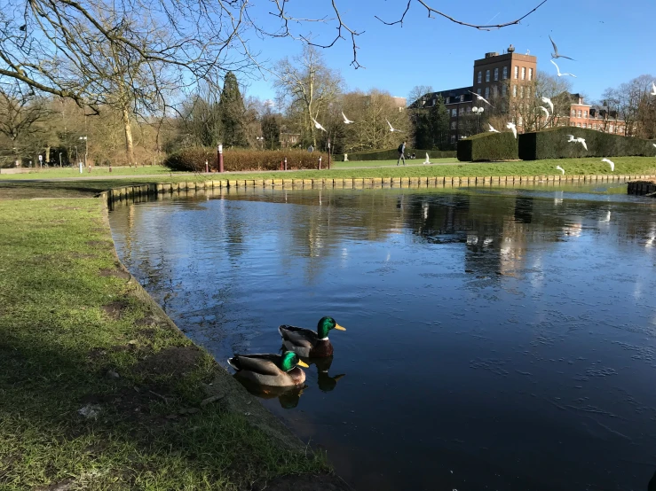 the ducks are sitting in the water near the duck