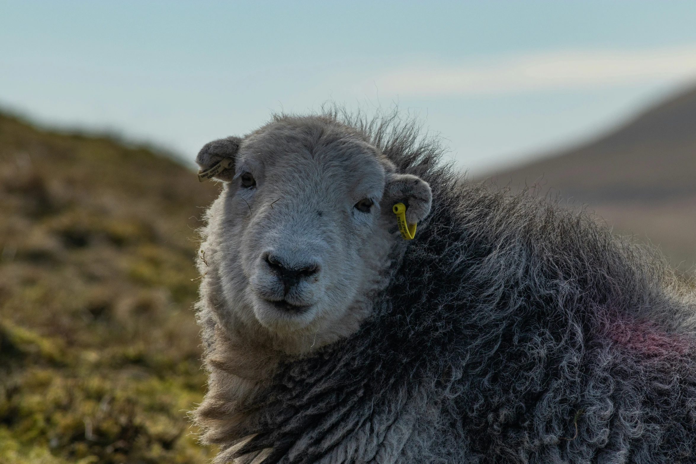 a sheep with a tiny yellow tag sits on the ground