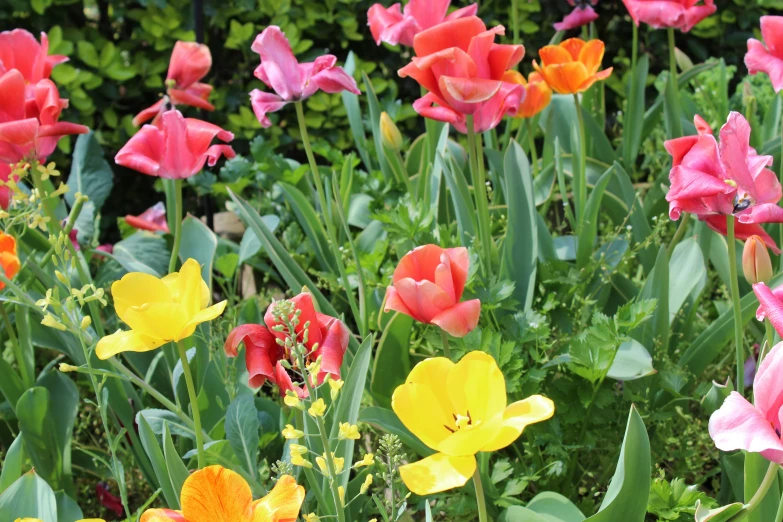 a group of colorful flowers are growing in the field