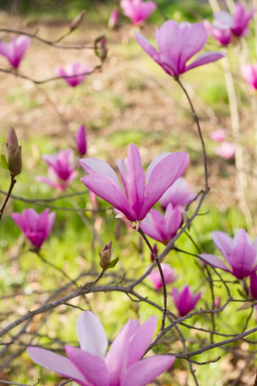 a bunch of flowers that are sitting on some kind of plant