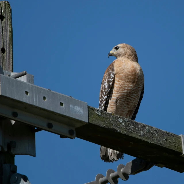 a brown and white bird sits on top of a power pole