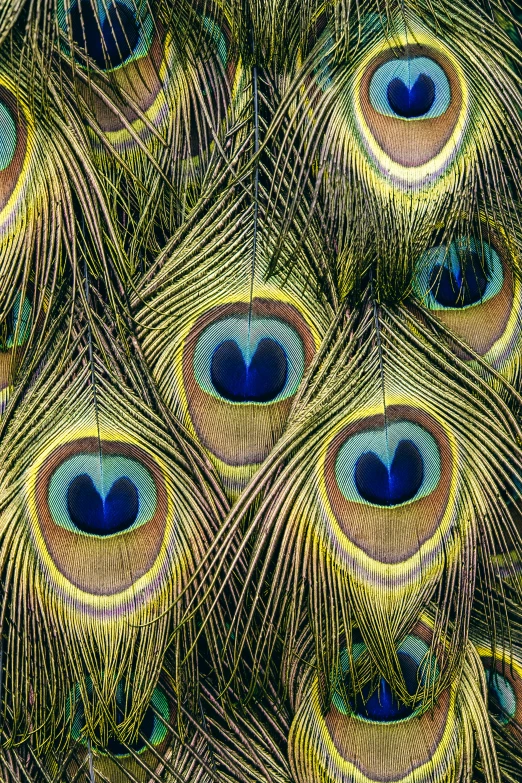 the pattern shows a very intricate peacock feathers