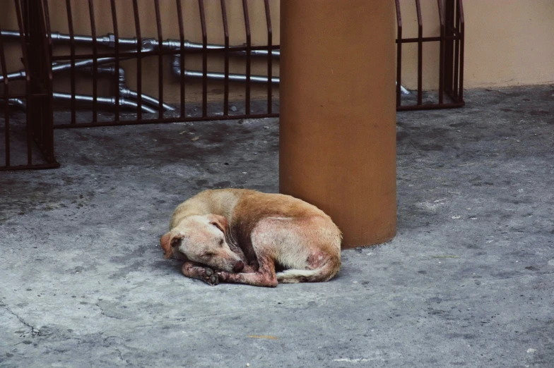 the dog is laying down on the concrete by the pole