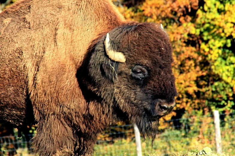 a large bison is looking to its left