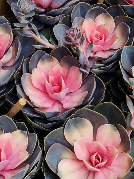 a bunch of large pink and gray succulents