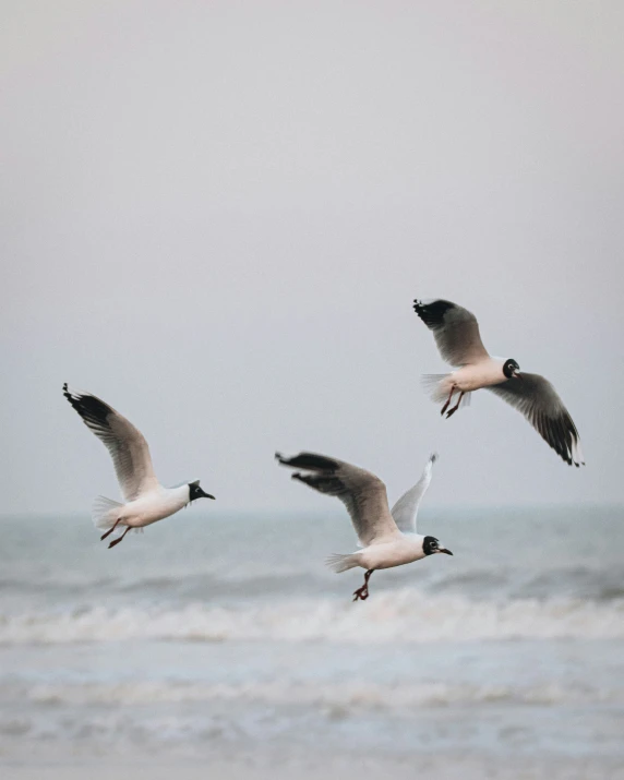 three birds flying low over the ocean