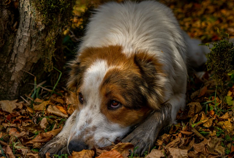 dog laying on fallen leaves looking up at tree