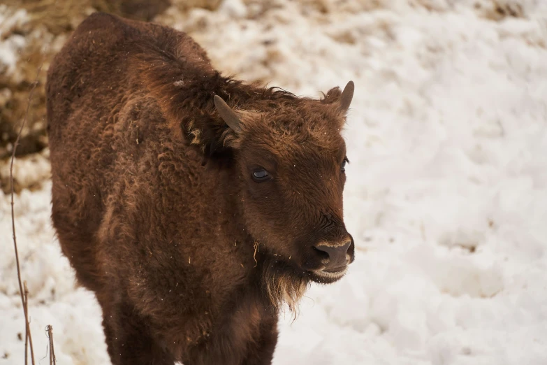 a brown baby bison standing on top of snow covered ground