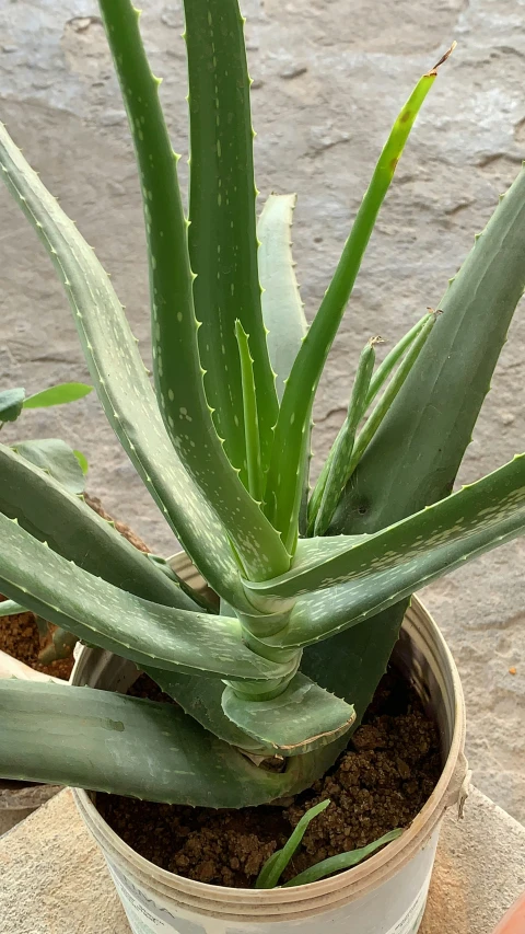 there is a small plant with leaves in the pot