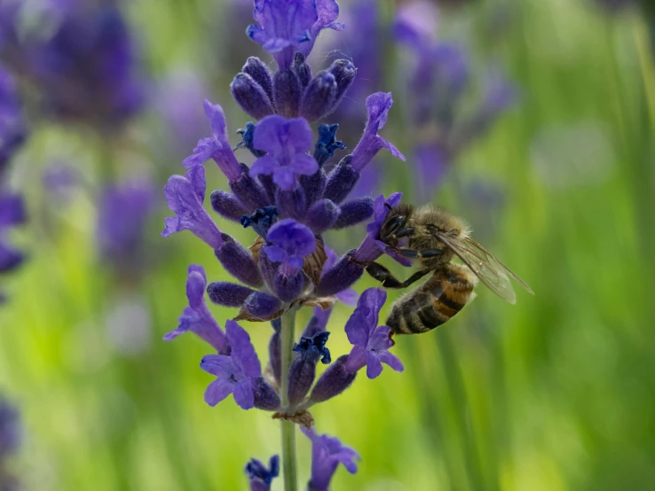 purple flowers with yellow bees near the stems