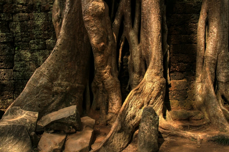 a tree near the side of a stone wall