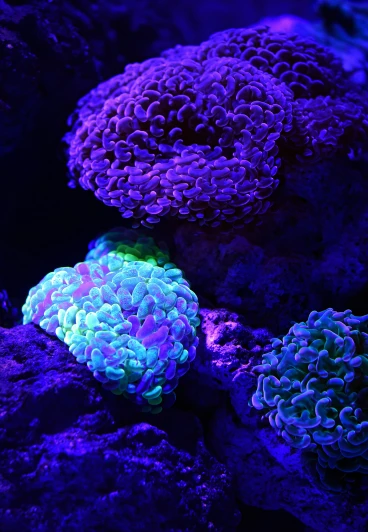 this is a colorful image of different colored corals