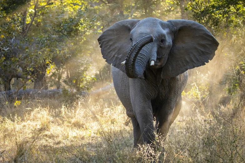 an elephant walking in tall grass with sun shining through trees