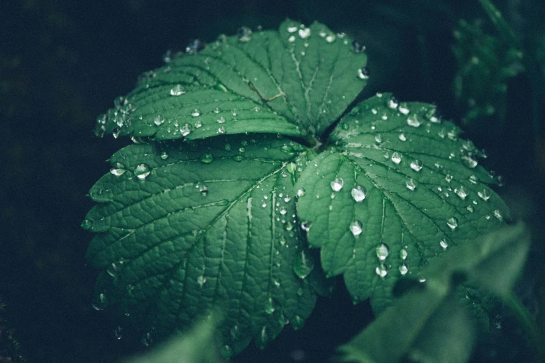 some leaves with drops of water on them