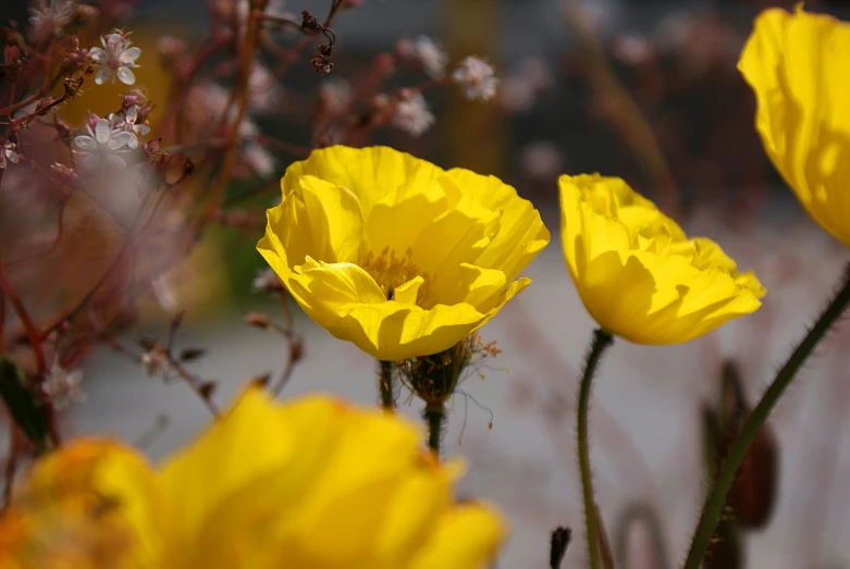 yellow flowers with little white blossoms in the middle