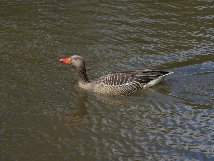 a duck with orange bill swimming in a lake