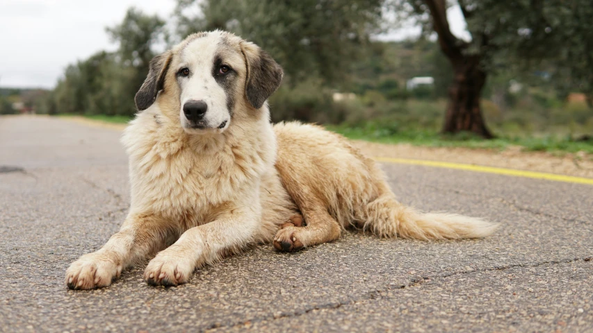 a gy dog laying down on the side of the road