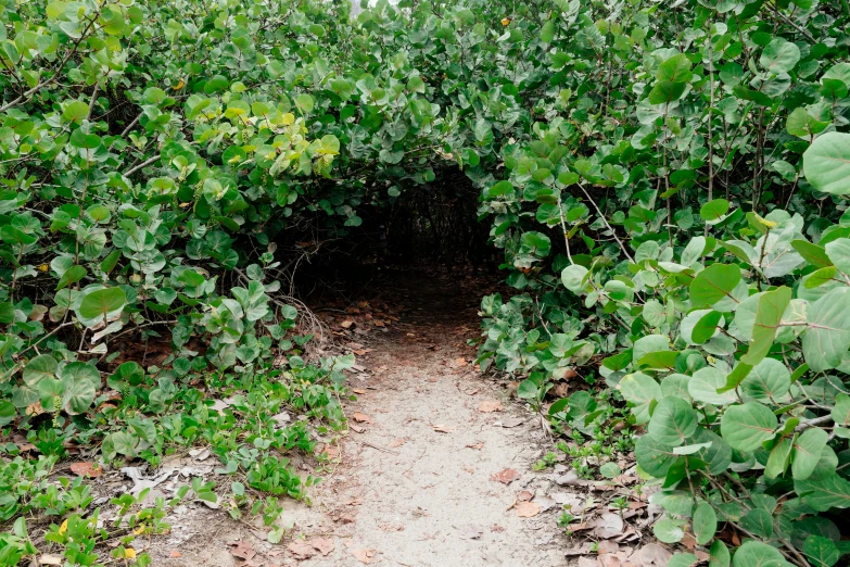 a dirt path leads through the leaves of bushes