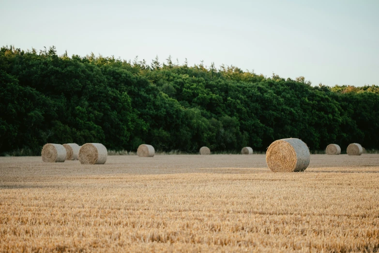 large bales of hay stand in an empty field