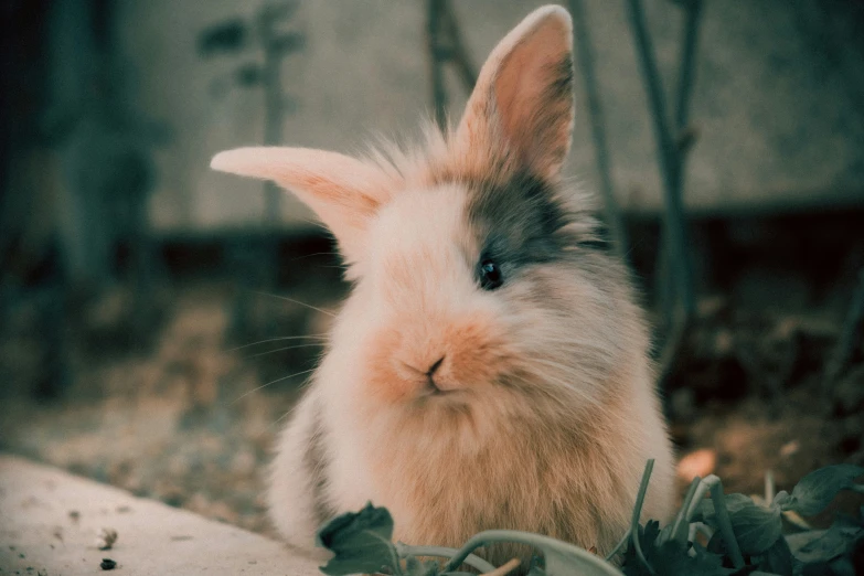 a small bunny with blue eyes sitting in the grass