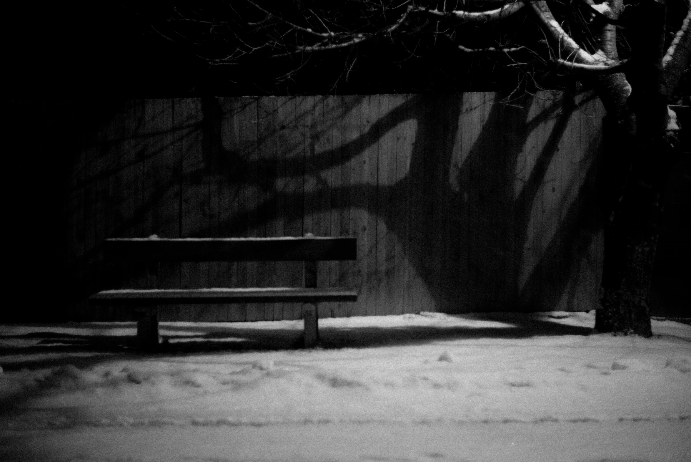 a bench sits beneath a shadow of a tree