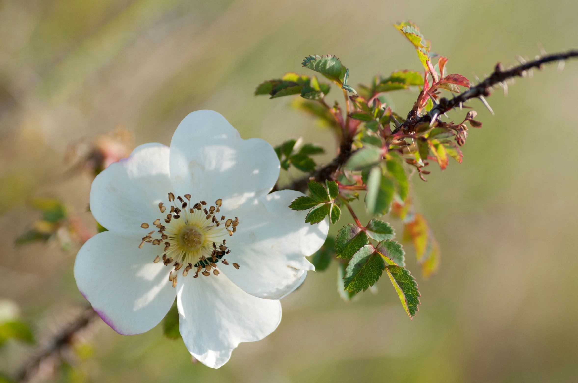 a close up of a white flower with leaves and stems