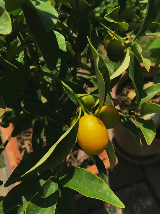 oranges growing on a tree in the sun