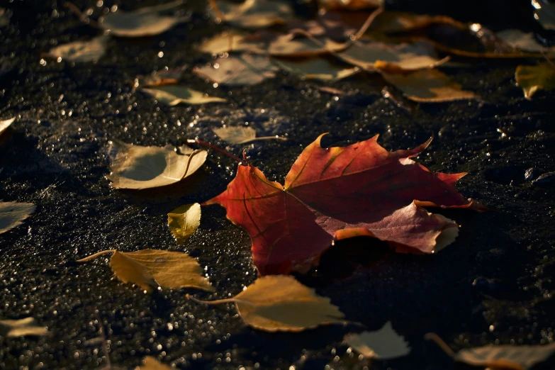 two leaves sitting on the ground with water drops on them