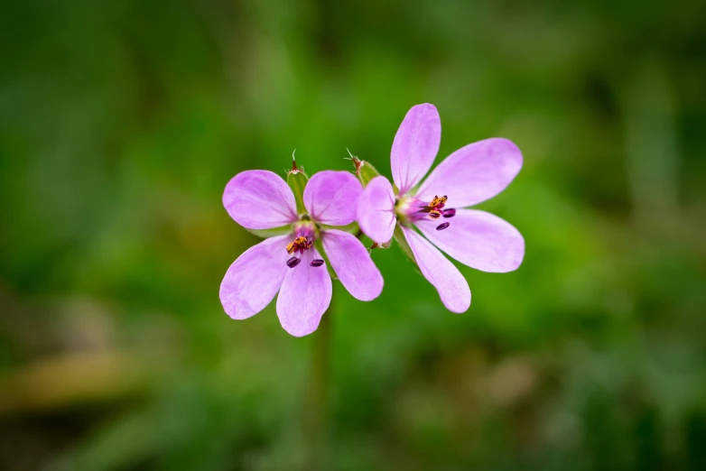 two pink flowers in the grass on a sunny day