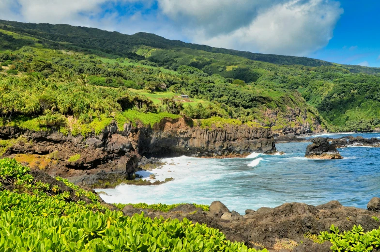 there are green bushes near the ocean