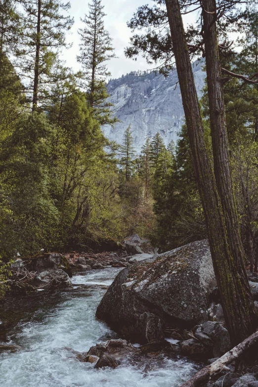 there is a small river running through the woods