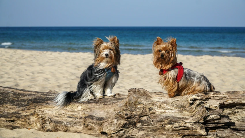 two dogs standing on top of rocks on the beach